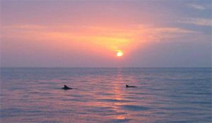 דולפינים בשקיעה, צילום: חיים בלוך